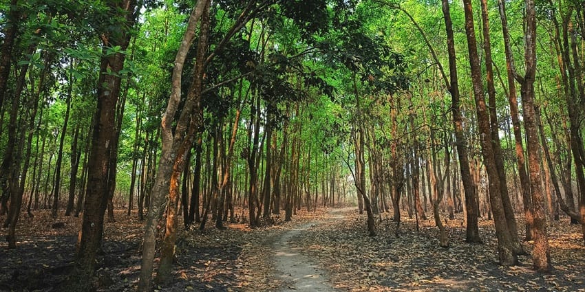 Path through a dense cinnamon plantation in a tropical forest