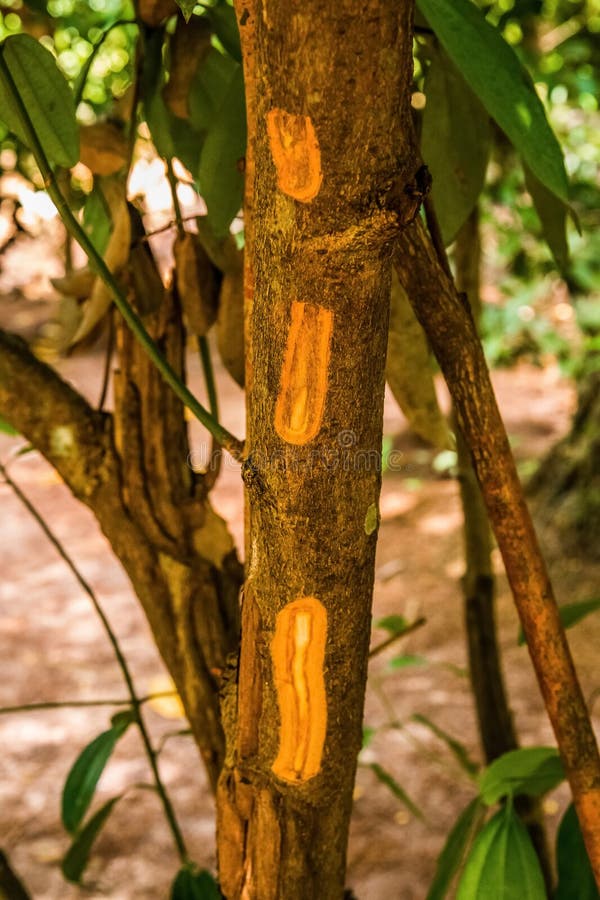 Vertical strips of bark peeled from a cinnamon tree trunk in a forest