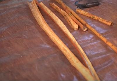 Freshly stripped inner cinnamon bark laid on cloth, showing light to reddish strips