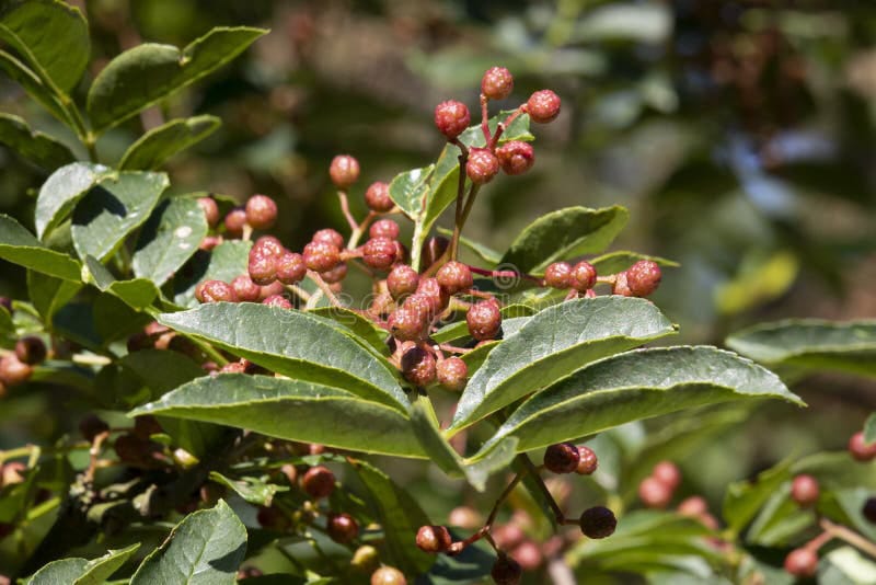 Red Sichuan pepper berries growing on a branch with green leaves