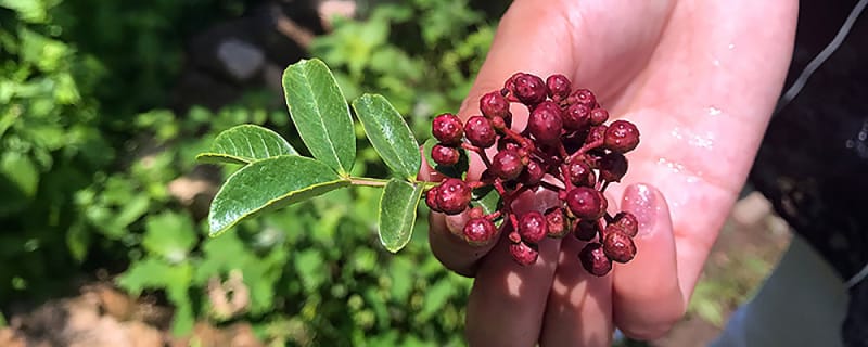 A hand holding a cluster of ripe red Sichuan pepper berries outdoors