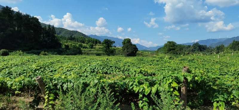 Monk fruit plantation on hillsides with trellised vines and green mountains beyond