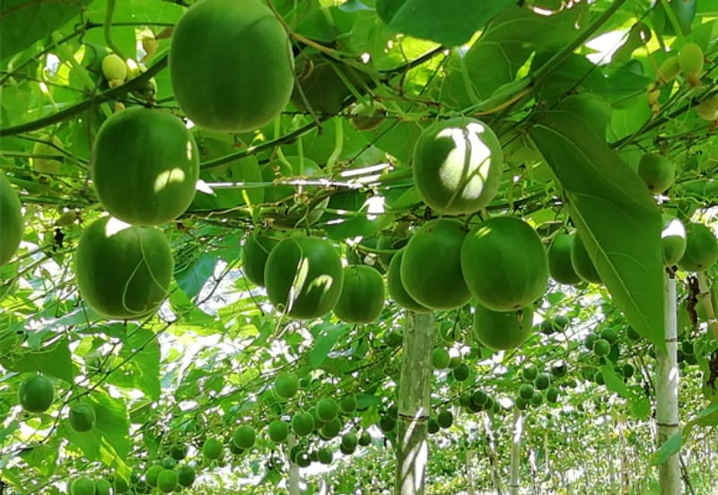 Green monk fruit hanging from a trellised vine in the plantation