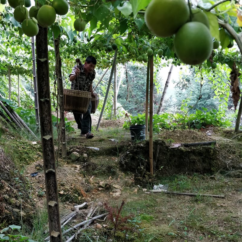 A farmer carrying bamboo baskets of monk fruit through the plantation