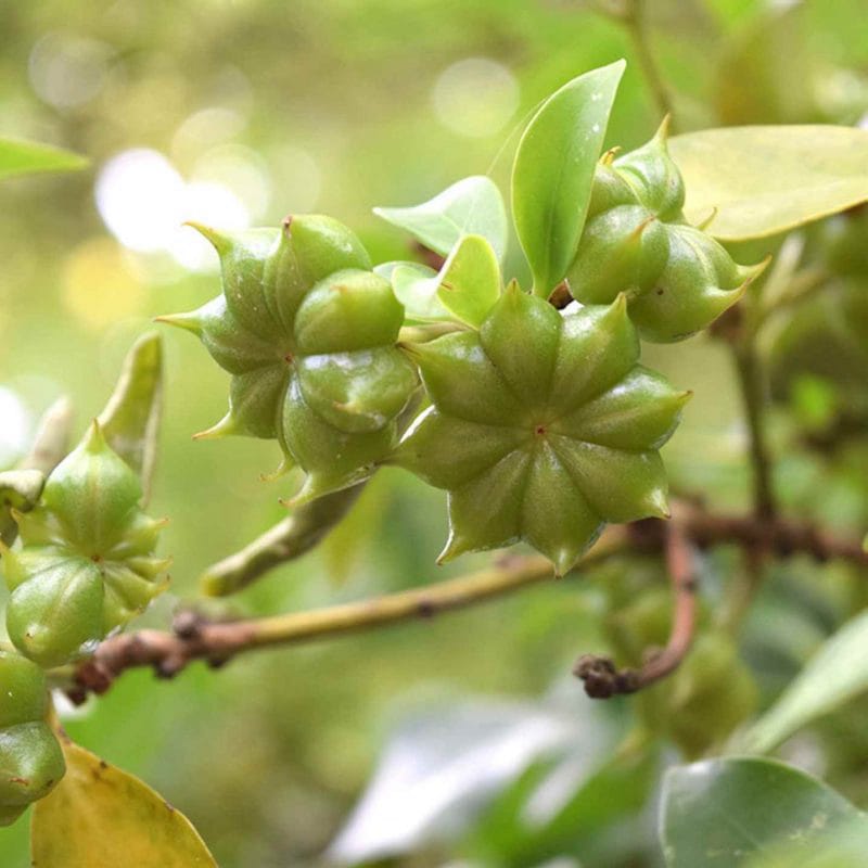 Green star anise fruits growing on a branch in the plantation