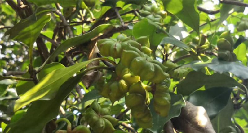Green star anise clusters hanging from a branch ready to be picked