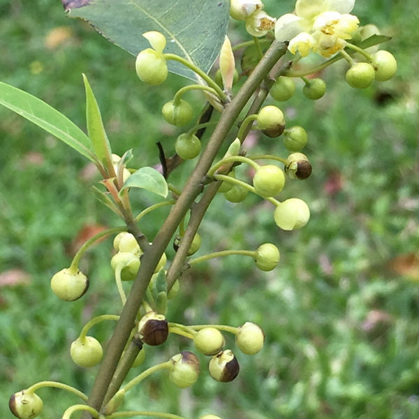 //www.spicesmfr.com/litsea_cubeba_oil_wholesale_supply_china