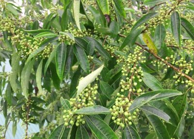 //www.spicesmfr.com/litsea_cubeba_oil_wholesale_supply_china