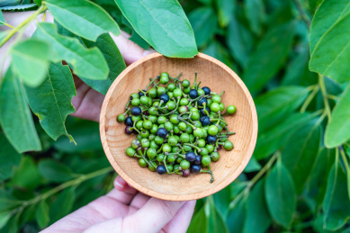 //www.spicesmfr.com/litsea_cubeba_oil_wholesale_supply_china